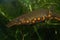 Closeup on an aquatic female of the endangered Asian, Hongkong warty newt , Paramesotriton hongkongensis