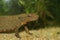 Closeup on an aquatic female of the endangered Asian, Hongkong warty newt , Paramesotriton hongkongensis