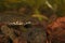 Closeup of an aquatic female Italian newt under a rocky water