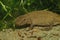Closeup on an aquatic gravid female, Hongkong warty newt, Paramesotriton hongkongensis