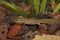 Closeup of an aquatic juvenile female Italian newt, Lissotriton italicus