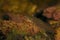 Closeup on an aquatic larvae Carpathian newt Lissotriton montandoni sitting on gravel