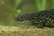 Closeup of an aquatic Pleurodeles nebulosus,  Algerian ribbed newt female