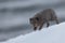 Closeup of arctic fox hunting in Hornstrandir Nature Reserve, Iceland