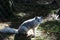 Closeup of an Arctic fox in the zoo. Vulpes lagopus. Germany.