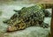 Closeup of a argentine giant tegu sleeping on the ground, big lizard from America, popular pet in herpetoculture