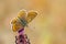 Closeup of an Aricia Cramera butterfly sitting on a flower in a garden captured during the daytime