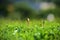 Closeup of Arisarum vulgare growing on the ground covered in greenery under the sunlight in Malta