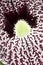 Closeup of a Aristolochia flower