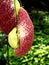 Closeup Aristolochia littoralis gigantea plant calico flower or elegant mast pipe -shaped flowers are dark red ,Birthwort ,Pipevin