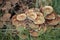 Closeup of Armillaria cluster of mushrooms in grass in Selfoss South Iceland