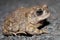 CloseUp Arroyo Toad Anaxyrus californicus night in California