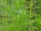 Closeup of Artemisia scoparia, ornamental plant, green nature background