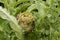 Closeup of artichoke flowerhead