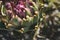 Closeup of an artichoke growing in a vegatable garden in the Netherlands with bookeh