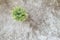 Closeup artificial plant in pot for decorate on gray carpet textured background in top view