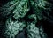 Closeup artistic shot of fresh vibrant green kale leaves