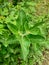 Closeup ashwagandha or withania somnifera plant with green and blurred background in sun light