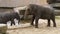 Closeup of an Asian elephant with a calf, beautiful portrait of a endangered animal specie from Asia