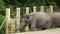 Closeup of a asian elephant eating hay from the feeding basket, zoo animal diet, Endangered animal specie from Asia