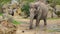 Closeup of a asian elephant walking towards the camera, moving motion of a elephant, Endangered animal specie from Asia