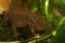 Closeup on an Asian Hongkong warty newt salamander, Paramesotriton hongkongensis