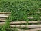 Closeup of an Asian knotweed plant with lush foliage