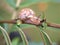 Closeup Asian trampsnail garden snail , Bradybaena similaris on plants in garden with blurred background ,macro image