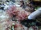 Closeup with Asparagopsis seaweed which is a genus of edible red macroalgae.
