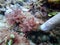 Closeup with Asparagopsis seaweed which is a genus of edible red macroalgae.