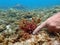 Closeup with Asparagopsis seaweed which is a genus of edible red macroalgae.