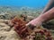 Closeup with Asparagopsis seaweed which is a genus of edible red macroalgae.