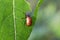 Closeup of an Aspen Leaf Beetle eating