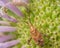 Closeup of assassin bug or leaf-footed bug species in Theodore Wirth Park - Minnesota