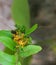 Closeup of Assassin bugs mating on green leaf