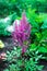 Closeup of Astilbe chinensis - herbaceous perennial flower