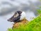 Closeup of Atlantic Puffin resting on a rock