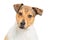 Closeup Attentive Heeler Crossbreed Dog on White