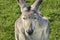 Closeup of Australian Grey Kangaroo staring straight back