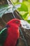 A closeup of Australian King Parrot in a conservatory.