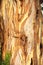 Closeup of Australian native eucalyptus gum tree bark.