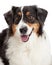 Closeup of Australian Shepherd Dog