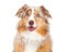 Closeup of Australian Shepherd Dog Sitting