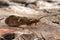 Closeup on an Austrian caddisfly , Potamophylax sitting on wood