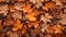 closeup of autumn colorful yellow golden thick blanket of fallen dry maple leaves on ground