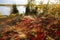 Closeup of autumn of fall tundra foliage with reds and golds