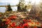 Closeup of autumn of fall tundra foliage with reds and golds