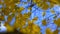 Closeup autumn painted leaves on the wind with blue sky background