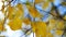 Closeup autumn painted leaves on the wind with blue sky background