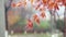 Closeup of autumn red maple branches, blur background, panning shot, real scene